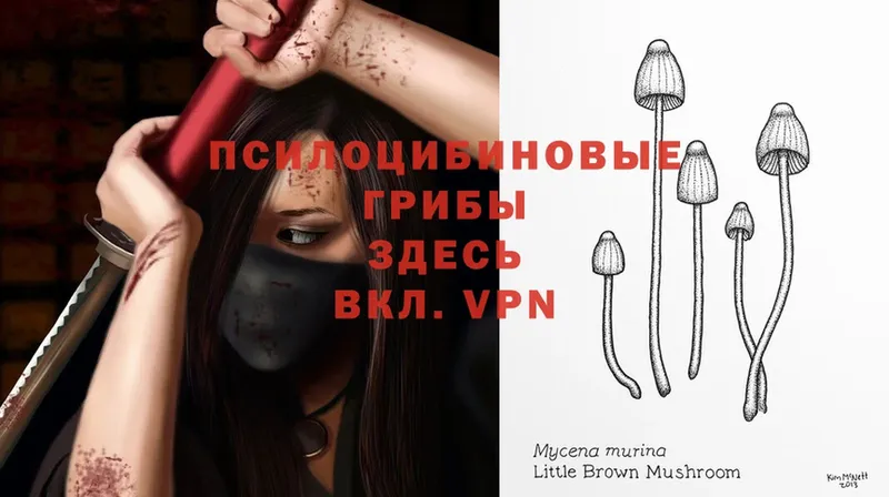 магазин    Волжск  Псилоцибиновые грибы Magic Shrooms 